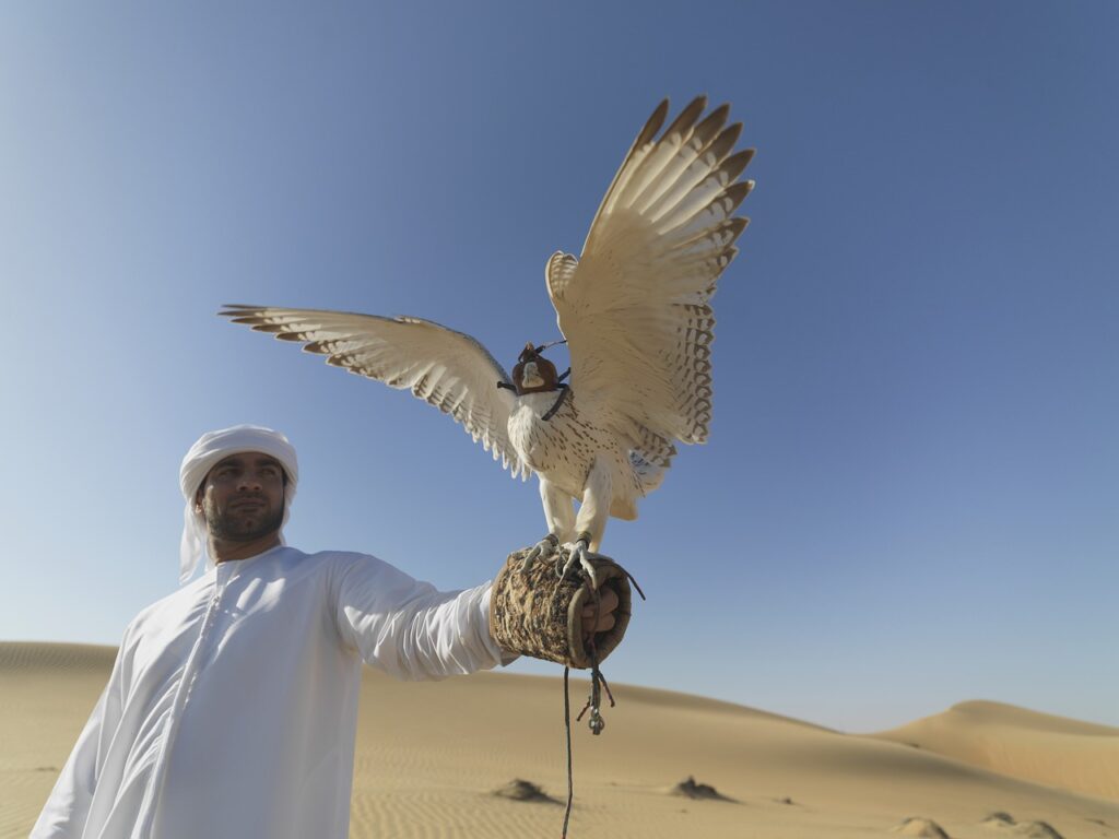 falcon, uae, desert, hunter, claws, falconry, feathers, flying, deadly, united, beak, prey, bird, hawk, arabian, wild, wildlife, falcon, falcon, falcon, uae, uae, uae, nature, uae, uae, falconry, hawk, hawk, arabian